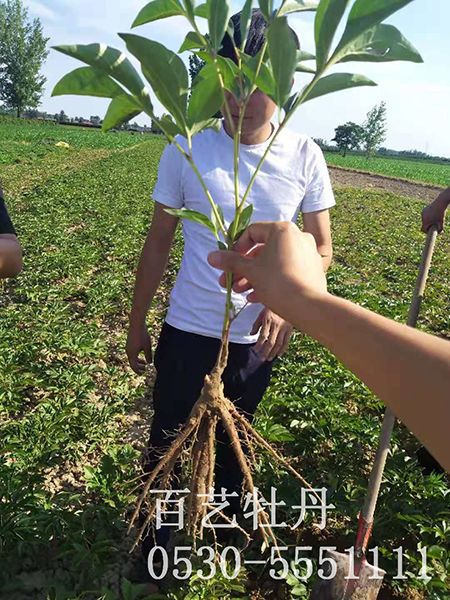 嫁接用芍藥苗